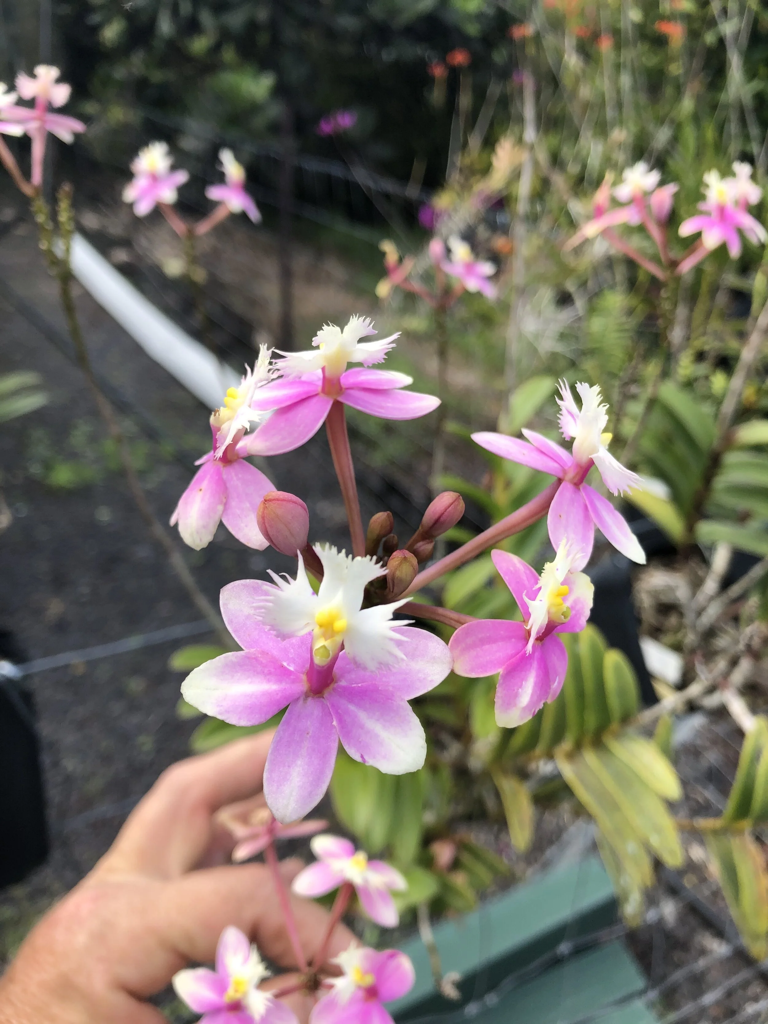Epidendrum 'Wedding Valley - Sakura' — Vintage Green Farms with
